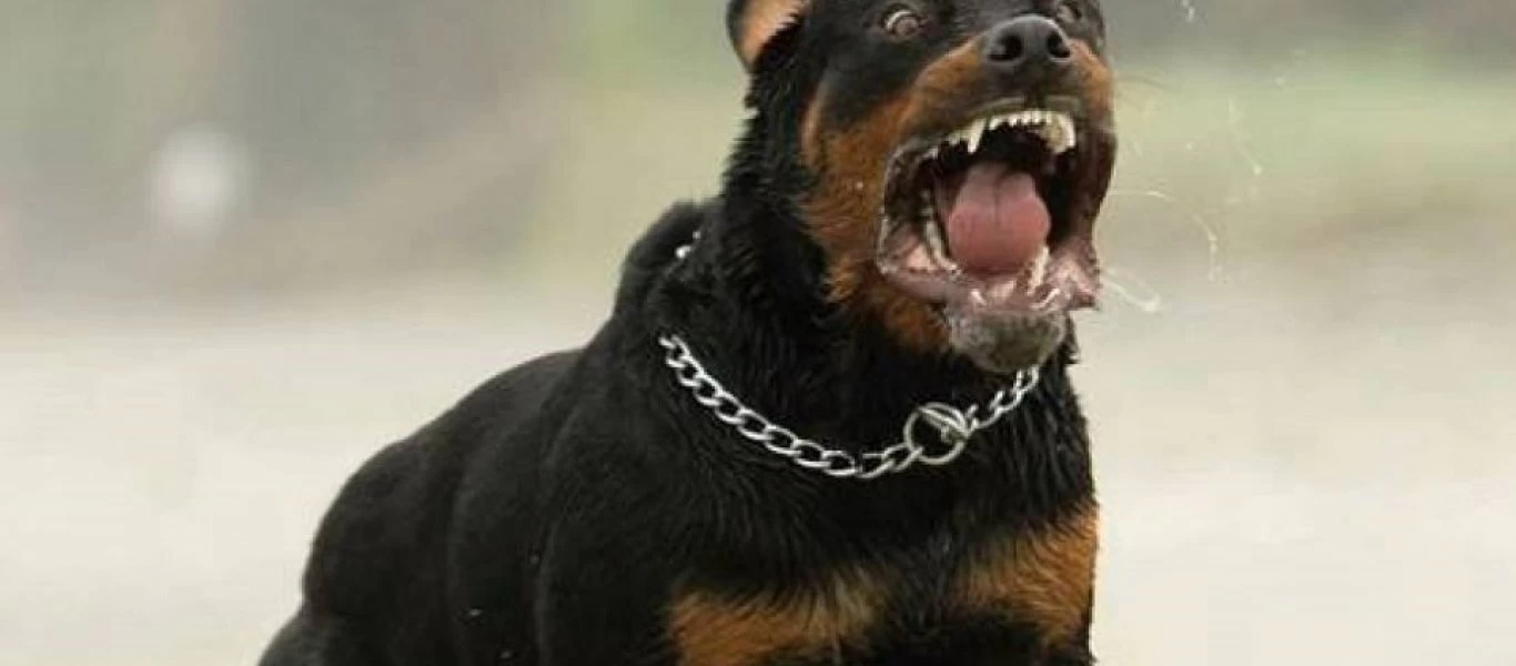 Κοζάνη: Εντάσεις και ανατριχιαστικές καταθέσεις στην δίκη για τον θάνατο του 5χρονου Στάθη από ροτβάιλερ (βίντεο)